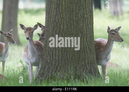 Richmond London, UK. 21st May 2014. A deer relaxes in Richmond Park. Deer birthing season occurs late May to early June with the birth of fawns and  when bucks begin to grow new antlers. Credit:  amer ghazzal/Alamy Live News Stock Photo