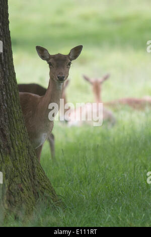 Richmond London, UK. 21st May 2014. A deer  fawn relaxes in Richmond Park. Deer birthing season occurs late May to early June with the birth of fawns and  when bucks begin to grow new antlers. Credit:  amer ghazzal/Alamy Live News Stock Photo