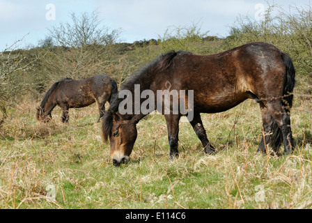 Two Exmoor Ponies on Winsford Hill, Exmoor Stock Photo