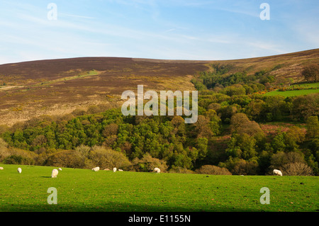 Hollow Combe on the Dunkery Hill, Exmoor Stock Photo