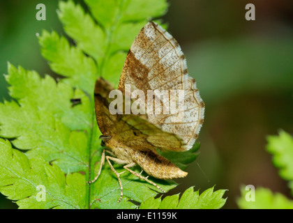 Little Thorn Moth - Cepphis advenaria Stock Photo