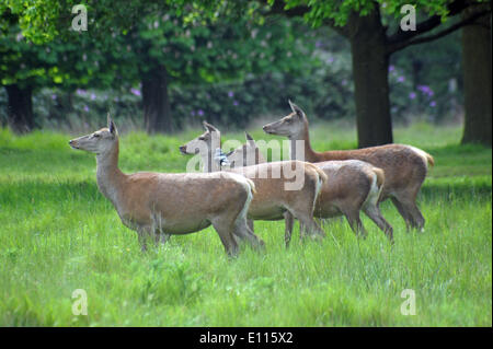 London, UK. 21st May, 2014. Deer in Richmond Park in fine condition as birthing season is imminent late May and June. Richmond Park is a national nature reserve and deer park with 630 Red and Fallow deer roaming freely since 1529. Credit:  JOHNNY ARMSTEAD/Alamy Live News Stock Photo