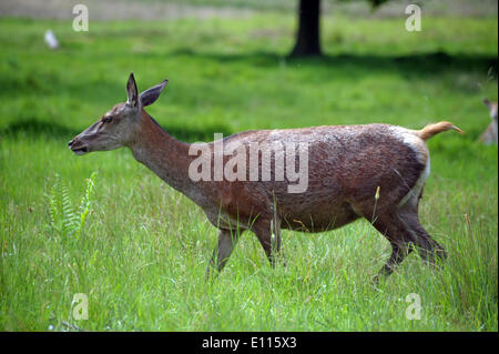 London, UK. 21st May, 2014. Deer in Richmond Park in fine condition as birthing season is imminent late May and June. Richmond Park is a national nature reserve and deer park with 630 Red and Fallow deer roaming freely since 1529. Credit:  JOHNNY ARMSTEAD/Alamy Live News Stock Photo