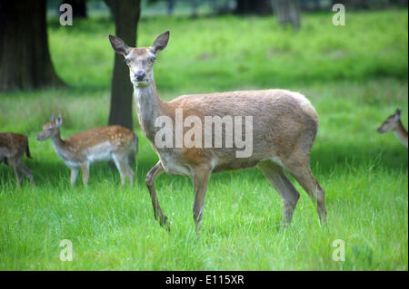 London, UK. 21st May, 2014. Deer in Richmond Park in fine condition as birthing season is imminent late May and June. Richmond Park is a national nature reserve and deer park with 630 Red and Fallow deer roaming freely since 1529. Credit:  JOHNNY ARMSTEAD/Alamy Live News Stock Photo