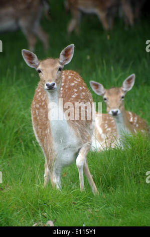 London, UK. 21st May, 2014. Deer in Richmond Park in fine condition as birthing season is imminent late May and June. Richmond Park is a national nature reserve and deer park with 630 Red and Fallow deer roaming freely since 1529. Credit:  JOHNNY ARMSTEAD/Alamy Live News Stock Photo