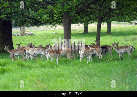 London, UK. 21st May, 2014. Deer in Richmond Park in fine condition as birthing season is imminent late May and June. Richmond Park is a national nature reserve and deer park with 630 Red and Fallow deer roaming freely since 1529. Credit:  JOHNNY ARMSTEAD/Alamy Live News Stock Photo