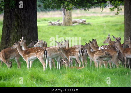 London, UK. 21st May, 2014. Deer in Richmond Park in fine condition as birthing season is imminent late May and June. Richmond Park is a national nature reserve and deer park with 630 Red and Fallow deer roaming freely since 1529. Credit:  JOHNNY ARMSTEAD/Alamy Live News Stock Photo