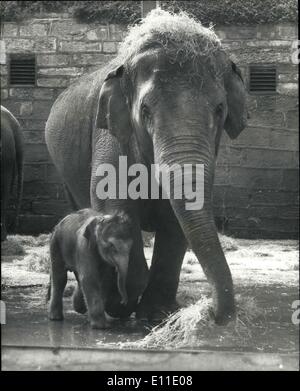 May 16, 1977 - 18 Stone Baby Elephant Born at The Chester Zoo: An 18-stone baby with a webble in his walk meet the public floor Stock Photo