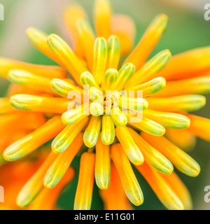 Yellow Orange Atom Flower Plant Macro Nature Stock Photo
