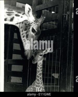 Feb. 15, 1978 - CLoudy-London zoo's newest baby on view for the first time today.: Cloudy the Giraffe, London Zoo's newest baby, born on Feb 6th was on view for the first time today. Cloudy's parents are Robbie and Judy. This is Robbie's sixth offspring and Judy's third. Photo shows Mother Judy keeps a close eye on her latest offspring Cloudy who was seen for the first time today at the Regents Park Zoo. Stock Photo