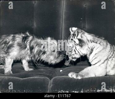 Nov. 11, 1979 - Close Encounters Of The Furry Kind: It looks like a fight to the death is about to begin, but really these two little animals are the best of friend and ofter play together. The little dog Ophelie and her friend the tiger cub Tamara eye each other up before having some fun. Photo shows Ophelie and Tamara see eye to eye. Stock Photo