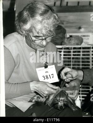 Feb. 08, 1980 - Crufts Dog Show Earls Court: The annual two-day Crufts Dog Shop opened at Earls Court in London today. Photo shows A women owner gets her Yorkshire Terrier ready for the judging on the opening day of Crufts. Stock Photo