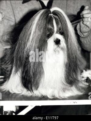 Feb. 08, 1980 - Crufts Dog Show Earls Court The annual two-day Crufts Dog Show opened at Earls Court in London today. Photo Shows:- A Shih Tzus called Crowvalley Manderin waiting for the judging to begin at the Crufts Dog Show today. Stock Photo