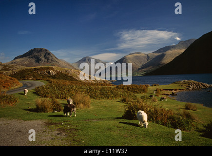 England. Cumbria. Wastwater landscape. Lake district. Sheep grazing by lake. Stock Photo