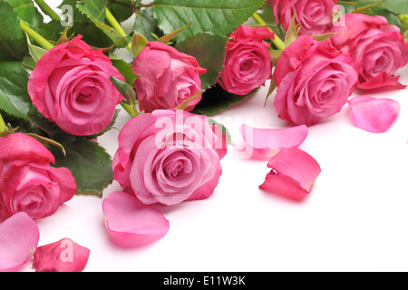 Pink rose on white background Stock Photo