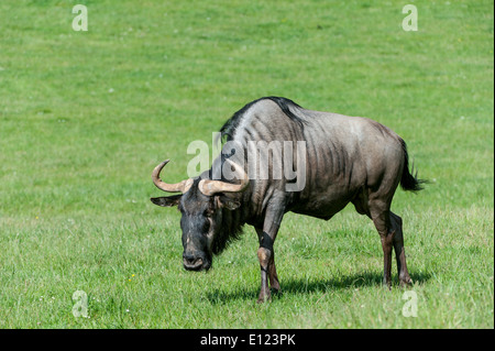 Blue wildebeest (Connochaetes taurinus) grazing in grassland Stock Photo