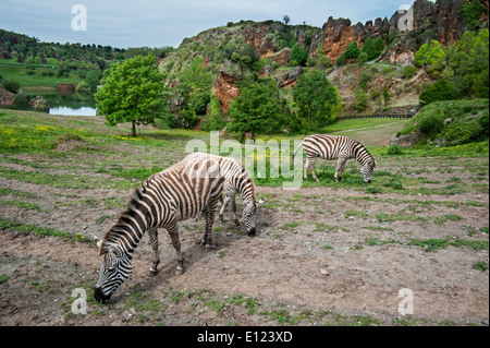 Burchell's zebras (Equus quagga burchellii) in enclosure at the Cabarceno Natural Park, Penagos, Cantabria, Spain Stock Photo