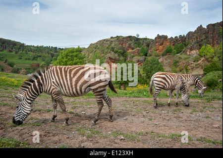 Burchell's zebras (Equus quagga burchellii) in enclosure at the Cabarceno Natural Park, Penagos, Cantabria, Spain Stock Photo