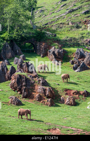 Enclosure with herd of African elephants (Loxodonta africana) at the Cabarceno Natural Park, Penagos, Cantabria, Spain Stock Photo