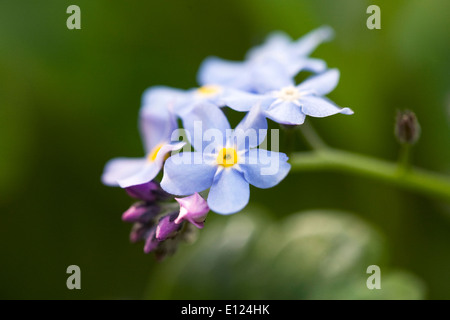 Myosotis sylvatica . Forget me not in an English garden. Stock Photo