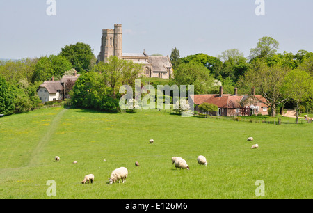 Bucks - Chiltern Hills - Ellesborough - view across meadows with grazing sheep to St Peter + St Paul's church Stock Photo