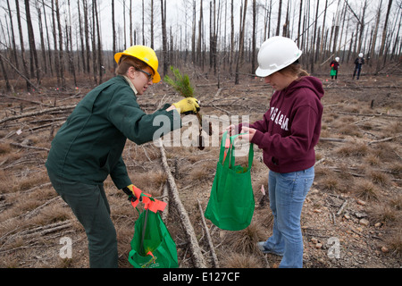 College students participate in 'Aggie Replant' on-going effort to replant loblolly pine forests ravaged by wildfires in 2012 Stock Photo