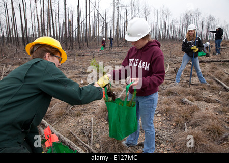 College students participate in 'Aggie Replant' on-going effort to replant loblolly pine forests ravaged by wildfires in 2012 Stock Photo