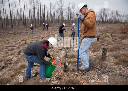 College students participate in 'Aggie Replant' on-going effort to replant loblolly pine forests ravaged by wildfires in 2012 Stock Photo