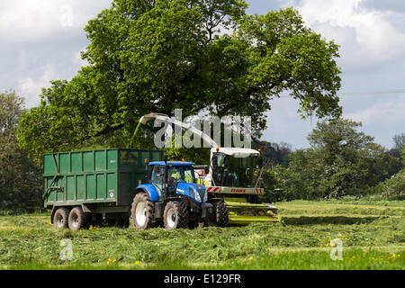 Cutting grass silage in Longridge, Preston, UK 21st May, 2014.   Farming Weather. Heavy rain forecast as farmers are busy harvesting the first cut of grass & green foliage crops in late May.  A cut that is most important,  as growth at this time of year is vigorous with the grass is rich in energy as it produces leaf rather than going to seed.  Grass silage is usually produced by stock farmers two or three times a year with crops for silage being fertilized to increase production very much like a conventional arable crop. Stock Photo