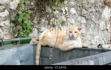 Male alley cat sat on a rubbish bin Stock Photo