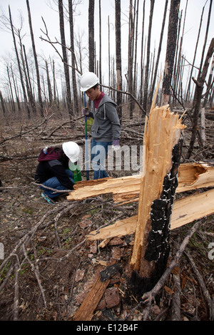 College students participate in 'Aggie Replant' on-going effort to replant loblolly pine forests ravaged by wildfires in 2012 Stock Photo