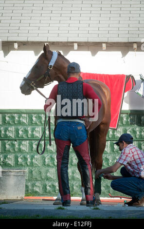 Elmont, New York, USA. 21st May, 2014. Kentucky Derby and Preakness winner California Chrome, trained by Art Sherman, is bathed at Belmont Park, Wednesday, May 21, 2014. California Chrome is a hopeful to run in the 146th Belmont Stakes, June 7. Credit:  Bryan Smith/ZUMAPRESS.com/Alamy Live News Stock Photo