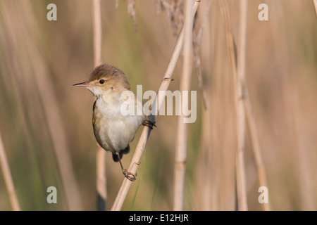 The common reed warbler (Acrocephalus scirpaceus). Stock Photo