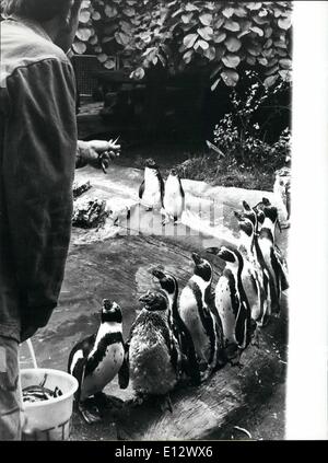 Feb. 25, 2012 - Law and Order for the Humboldt Penguins. With a astonishing self-imposed discipline the funny Humboldt-Penguins of the Zurich Zoo every day queue up for dinner, when their guardian comes along with the fishes. Only the youngsters in the background have not already been introduced to this ritual. Stock Photo