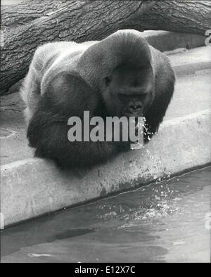 Feb. 25, 2012 - An Ape Size Drink. When Bukhama, a 16 year old gorilla at Dudley Zoo in the West Midlands gets thirsty he doesn't mess about with a small size drink, he goes for a whole lake. Stock Photo