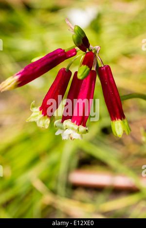 Bright red tubular flowers of the Californian Firecracker, Dichelostemma ida-maia Stock Photo
