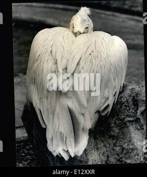 Feb. 25, 2012 - I'm watching you: Photo shows With his head turned and buried in his feathers - this created pelican makes this Stock Photo