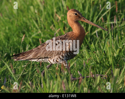 Black-tailed Godwit (Limosa limosa)  walking in the tall grass of a meadow Stock Photo