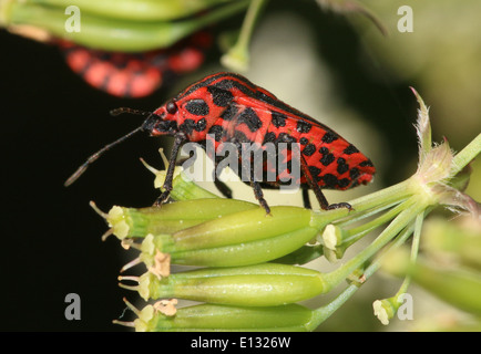 Red and black Italian Striped Beetle or Minstrel Bug (Graphosoma lineatum) Stock Photo