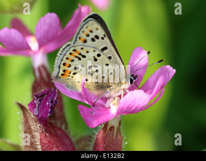 Detailed macro image the male sooty copper butterfly (Lycaena tityrus) foraging on a purple flower Stock Photo