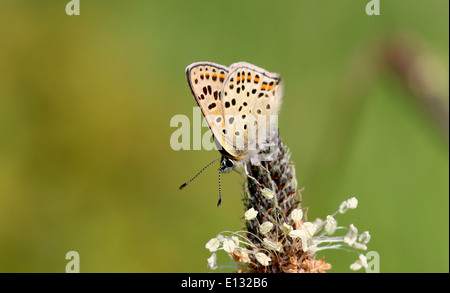 Detailed macro image the male sooty copper butterfly (Lycaena tityrus) Stock Photo