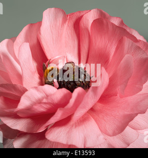 Pink Ranunculus asiaticus - Persian buttercup Stock Photo