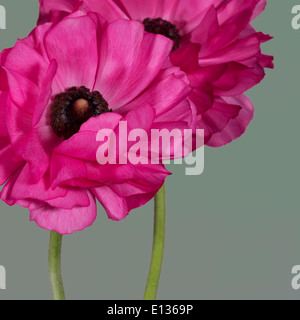 Pink Ranunculus asiaticus - Persian buttercup Stock Photo