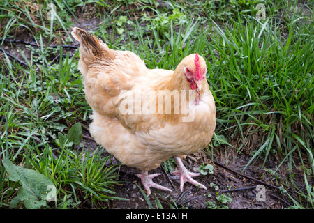Lohmann Brown egg laying chicken Stock Photo