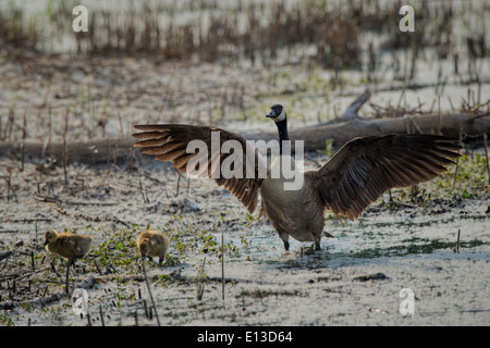 Buffalo ny discount canada goose