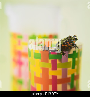 Fire-bellied toad in a glass Stock Photo