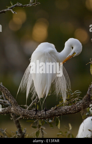 Great Egret in breeding plumage preening Stock Photo