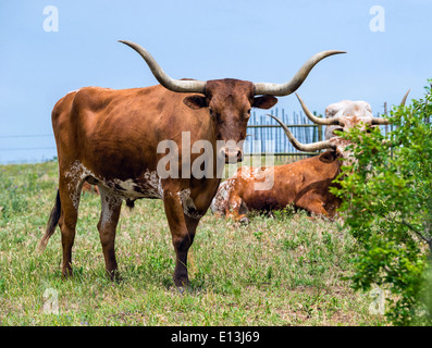 Texas longhorn cattle grazing on green pasture Stock Photo