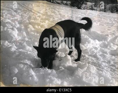 Mar. 27, 2012 - His nose deep in snow the dogs tries to get scent of the buried man. By scraping he indicates the very spot where the buried man lies. Stock Photo