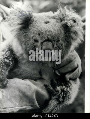 Mar. 31, 2012 - anima. This female Koala Bear, nursing a baby in its pouch, miraculously survived a bush fire which ravaged a forest in Australia recently. As 30 meter high flames swept through the trees which were her home, she made her way down to a dry creek bed and escaped with only slightly singed fur. Two RSPCA rescue team members, Paul Stichel and Tom Goldborn, found her under a blackberry bush and handed her over to a vet for treatment. She was released into a nearby conservation park to begin a new life. Picture shows: Lucky koala in safe hands after her rescue. Stock Photo